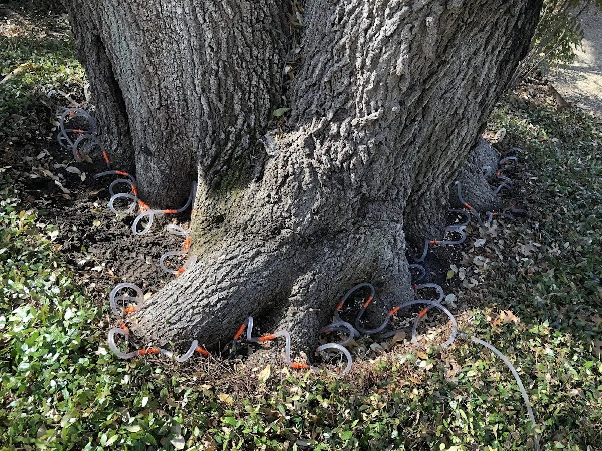Detailed Tree Cabling and Bracing job site in Black River